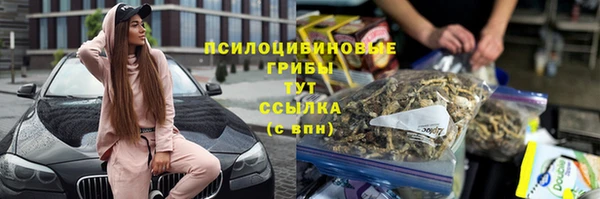 прущие грибы Инта